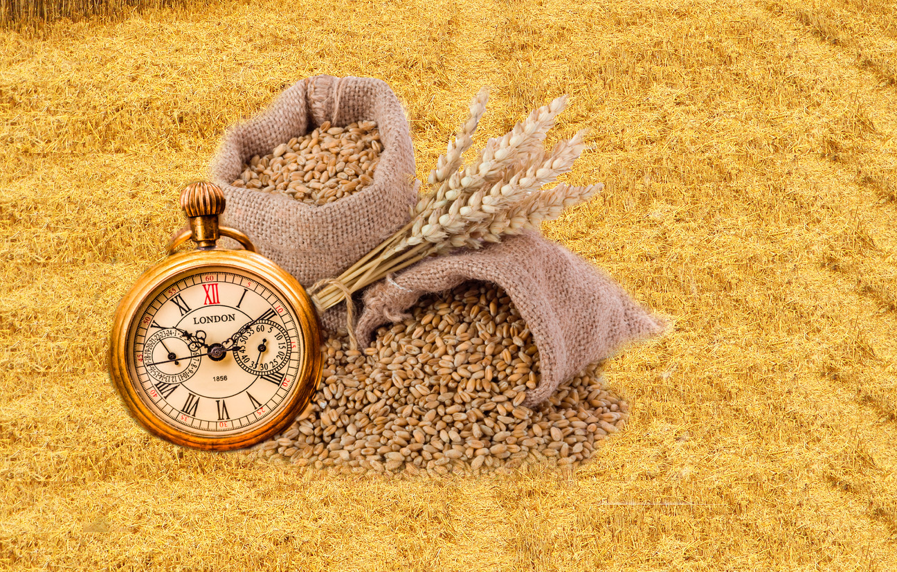 Harvest Time