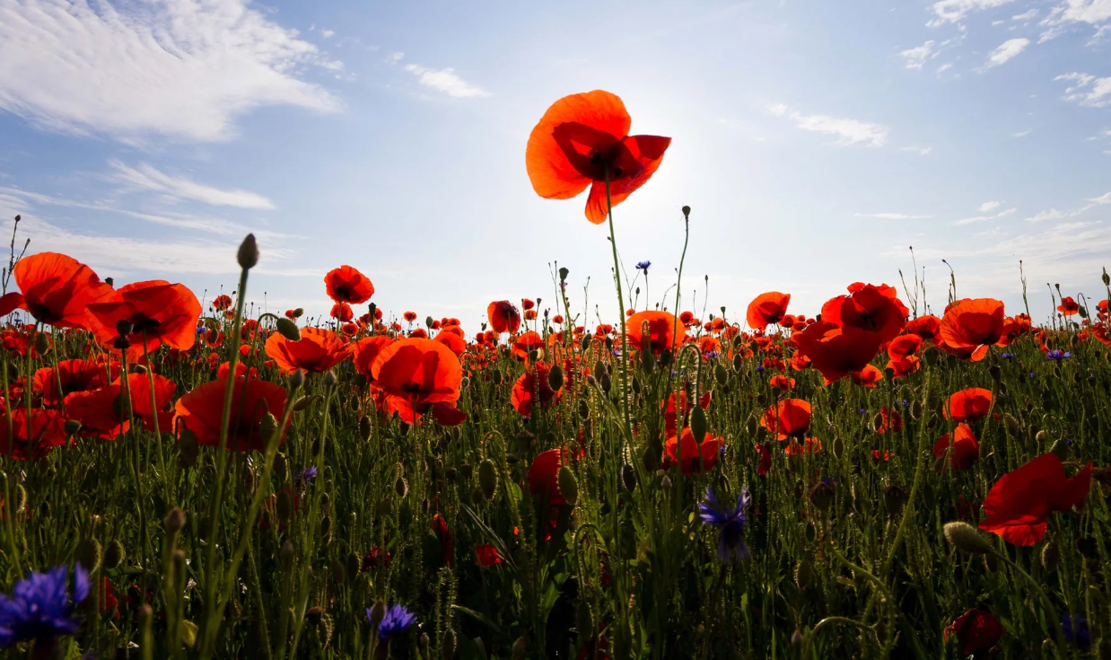 poppy